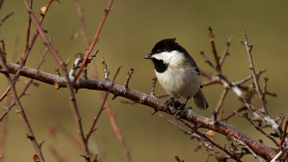 Akyanaklı baştankara