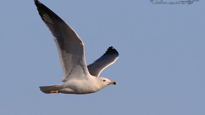 Van gölü martısı
