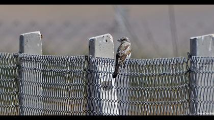 Kızılbaşlı örümcekkuşu