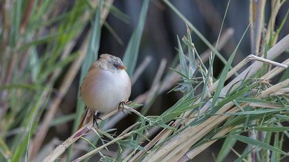 Bıyıklı baştankara