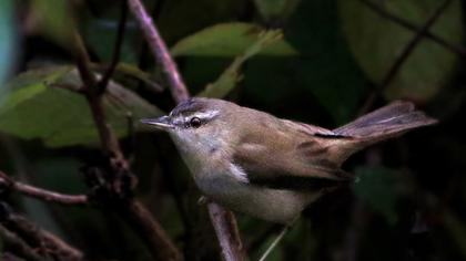 Doğu kamışçını
