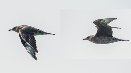 Kütkuyruklu korsanmartı