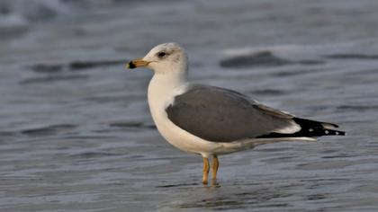 Van gölü martısı