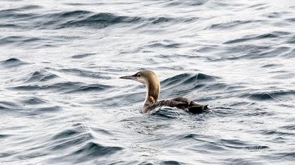 Karagerdanlı dalgıç