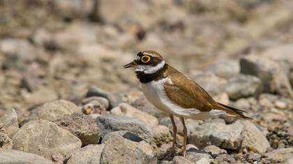 Halkalı küçük cılıbıt