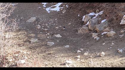 Karagerdanlı ardıç