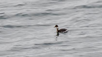 Karaboyunlu batağan