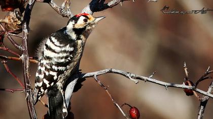Küçük ağaçkakan