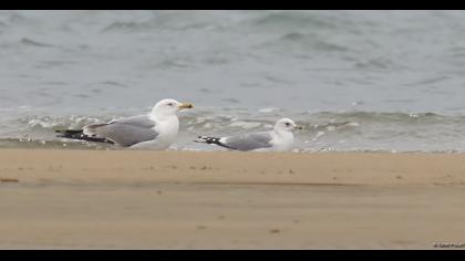 Küçük gümüş martı