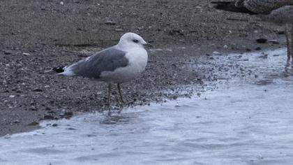 Küçük gümüş martı