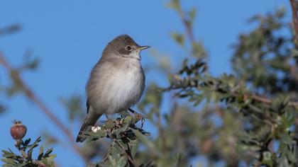 Akgerdanlı ötleğen