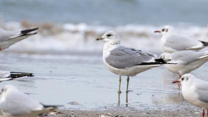 Küçük gümüş martı