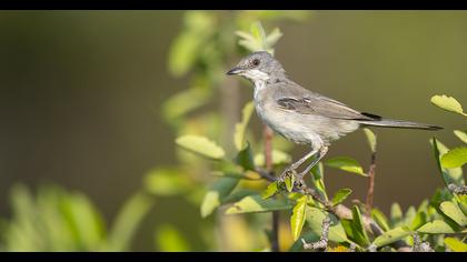 Karaboğazlı ötleğen