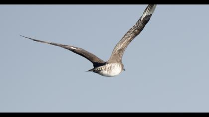 Kütkuyruklu korsanmartı