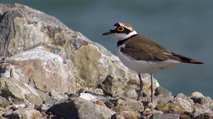 Halkalı küçük cılıbıt