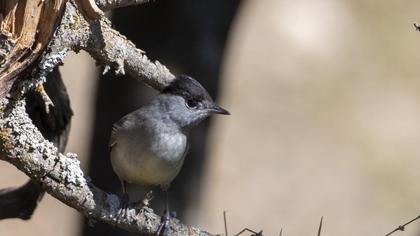 Karabaşlı ötleğen