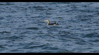 Karagerdanlı dalgıç