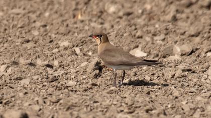 Bataklıkkırlangıcı