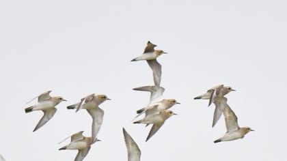 Küçük altın yağmurcun