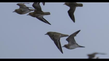 Küçük altın yağmurcun