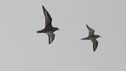 Küçük altın yağmurcun