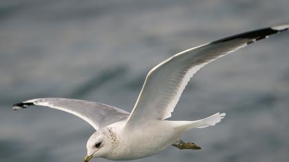 Küçük gümüş martı