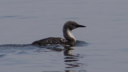Karagerdanlı dalgıç