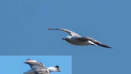 Küçük gümüş martı