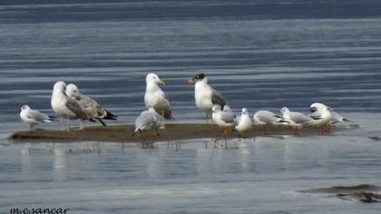 Büyük karabaş martı