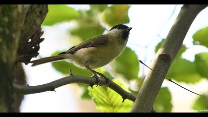 Kayın baştankarası