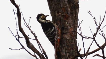 Aksırtlı ağaçkakan