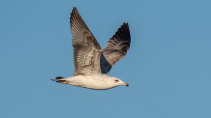 Küçük gümüş martı