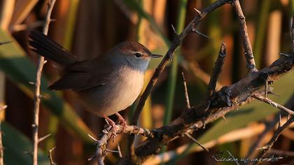 Kamışbülbülü