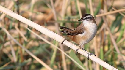 Bıyıklı kamışçın