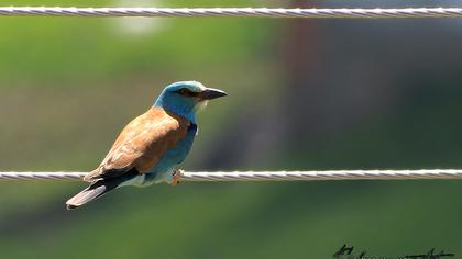 European Roller
