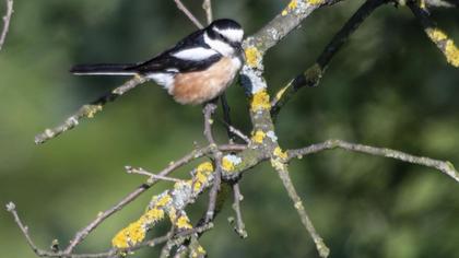 Maskeli örümcekkuşu