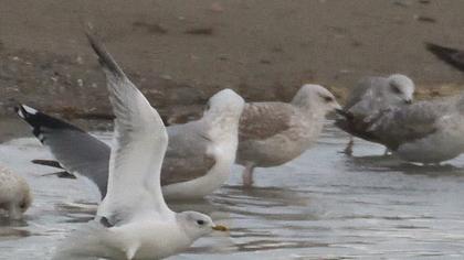 Küçük gümüş martı