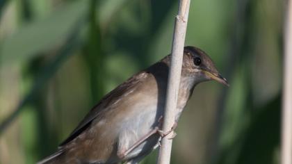 Bataklık kamışçını