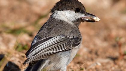 Akyanaklı baştankara