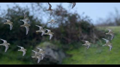 Küçük altın yağmurcun