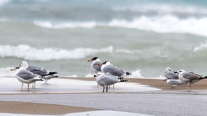 Büyük karabaş martı