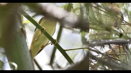 Çalı kamışçını