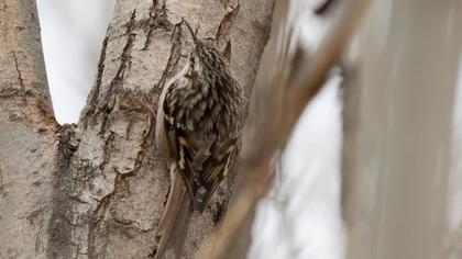 Bahçe tırmaşıkkuşu