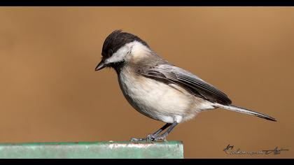 Akyanaklı baştankara