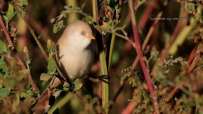 Bıyıklı baştankara