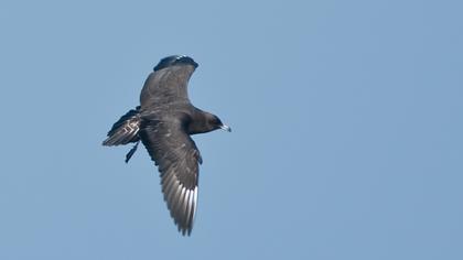 Kütkuyruklu korsanmartı