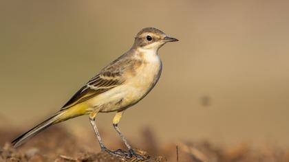 Sarı kuyruksallayan
