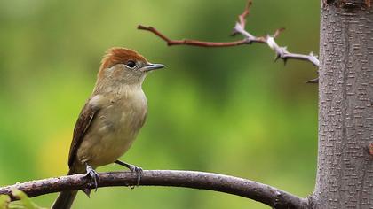 Karabaşlı ötleğen