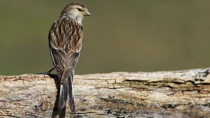 Sarıgagalı ketenkuşu