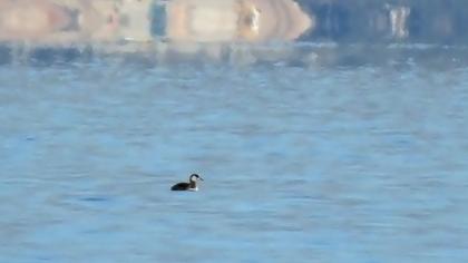 Kızılboyunlu batağan